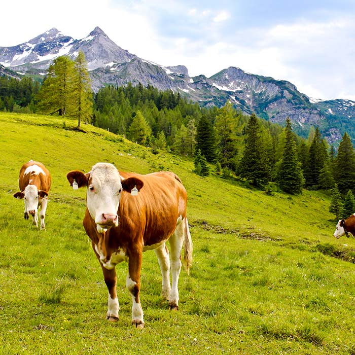 Milch von Bauern aus der Region